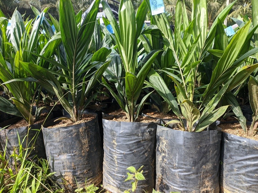 Oil,Palm,Seeds,Ready,For,Planting