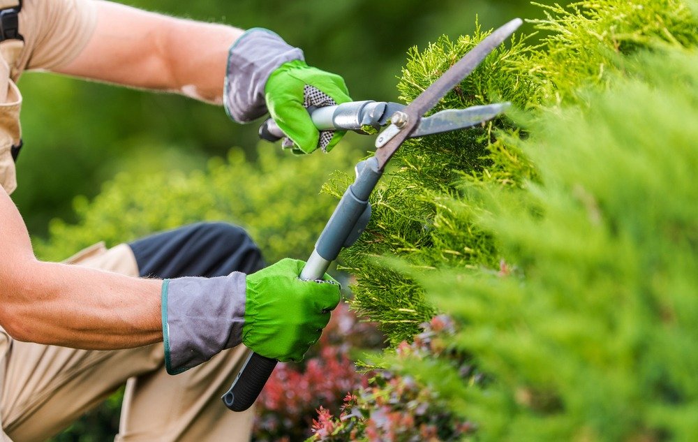 Caucasian,Gardener,In,His,40s,Trimming,Plants,Using,Professional,Commercial
