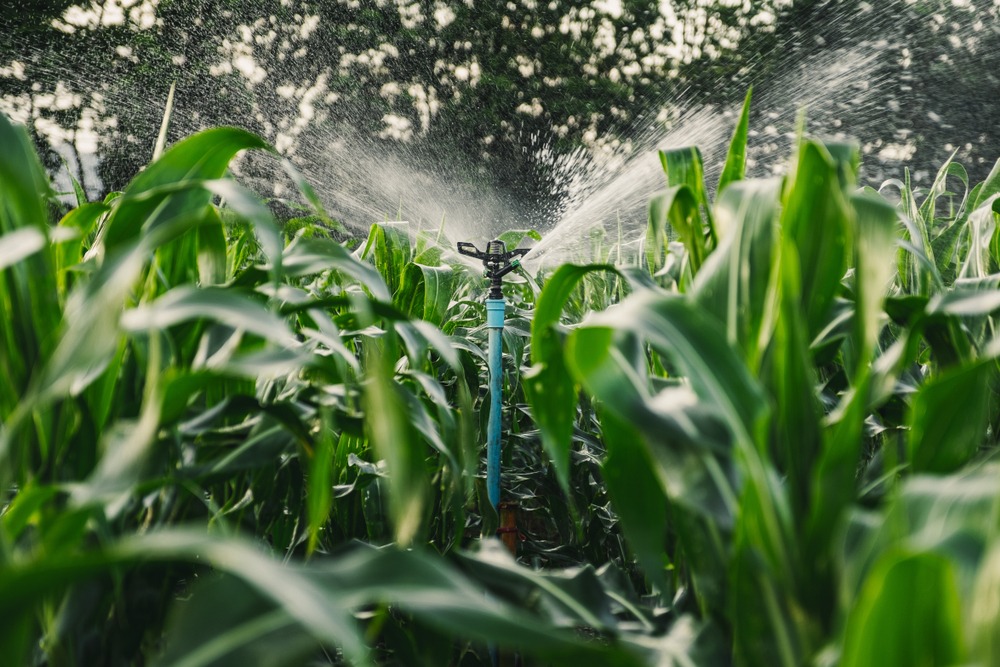 Irrigation,System,Watering,Young,Green,Corn,Field,In,Agricultural,Garden